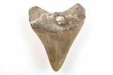 3.31" Fossil Megalodon Tooth - North Carolina - #200662-1